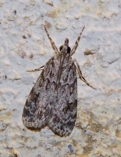 Réf. 219 405 : Scoparia sp.